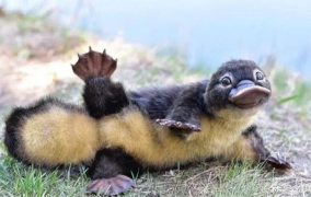 娱乐吃瓜酱鸭嘴兽,娱乐吃瓜酱的趣味揭秘之旅