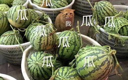 娱乐吃瓜头像图片大全,海量娱乐吃瓜头像大盘点