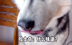 娱乐吃瓜酱哈士奇