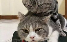 娱乐吃瓜酱猫学鸟走路