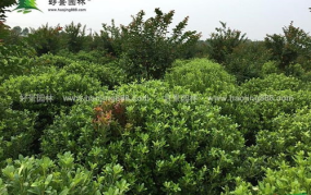 园林绿化苗木价格表,品种、规格与市场趋势解析”