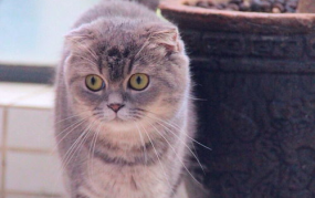 娱乐吃瓜君和折耳猫,揭秘娱乐圈的萌宠故事