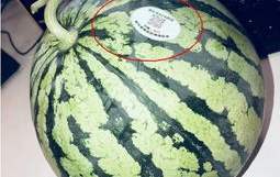 滨州吃瓜网红,带你领略美食与娱乐的双重魅力