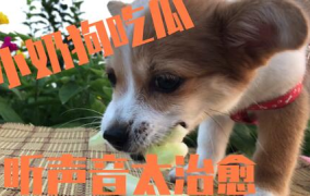 娱乐吃瓜菌狗狗,揭秘娱乐圈那些不为人知的幕后故事